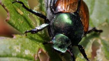 GARDENER COLUMN: Scouting for Japanese beetles | Home & Garden