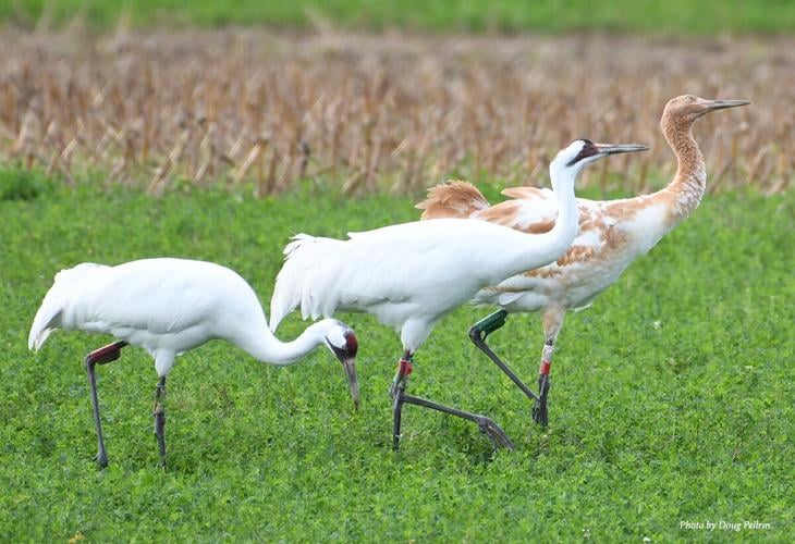 Wonder where Wisconsin’s whooping cranes wing to in winter? Wheeler
