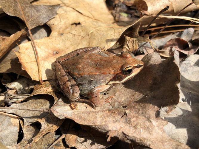 Wood Frog