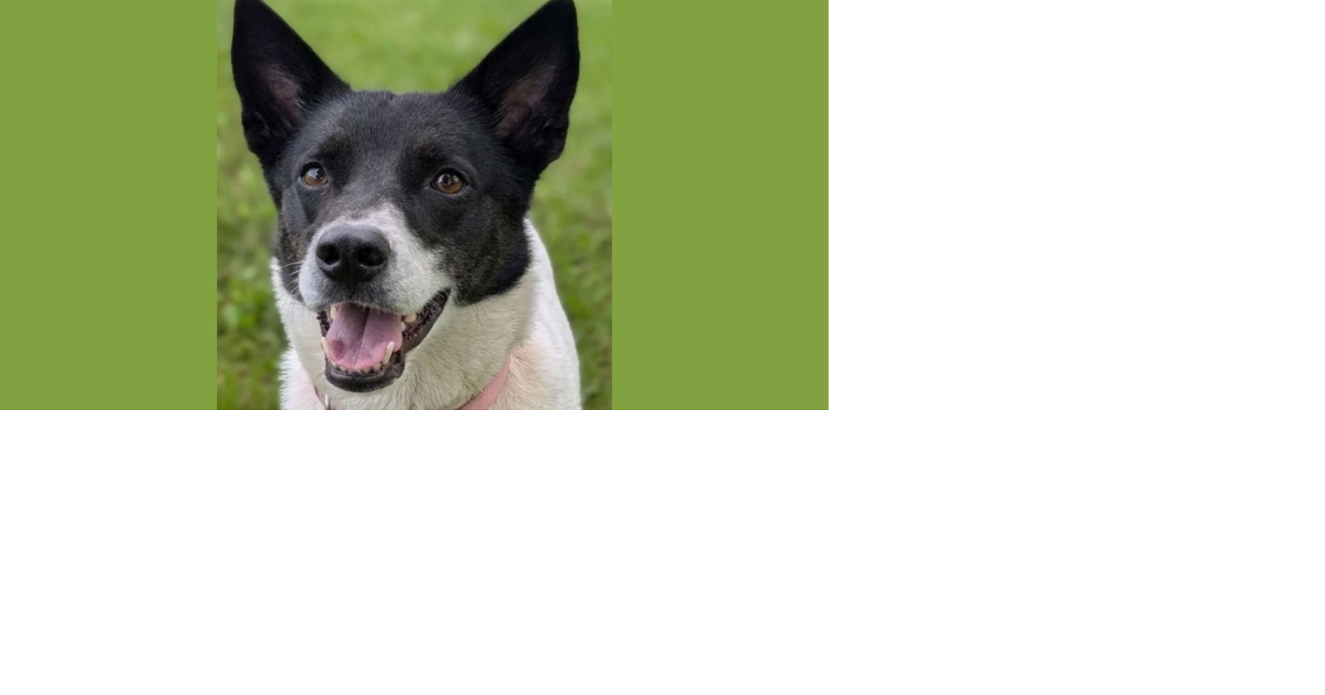 PETS OF WEEK: Luna and Hurshey
