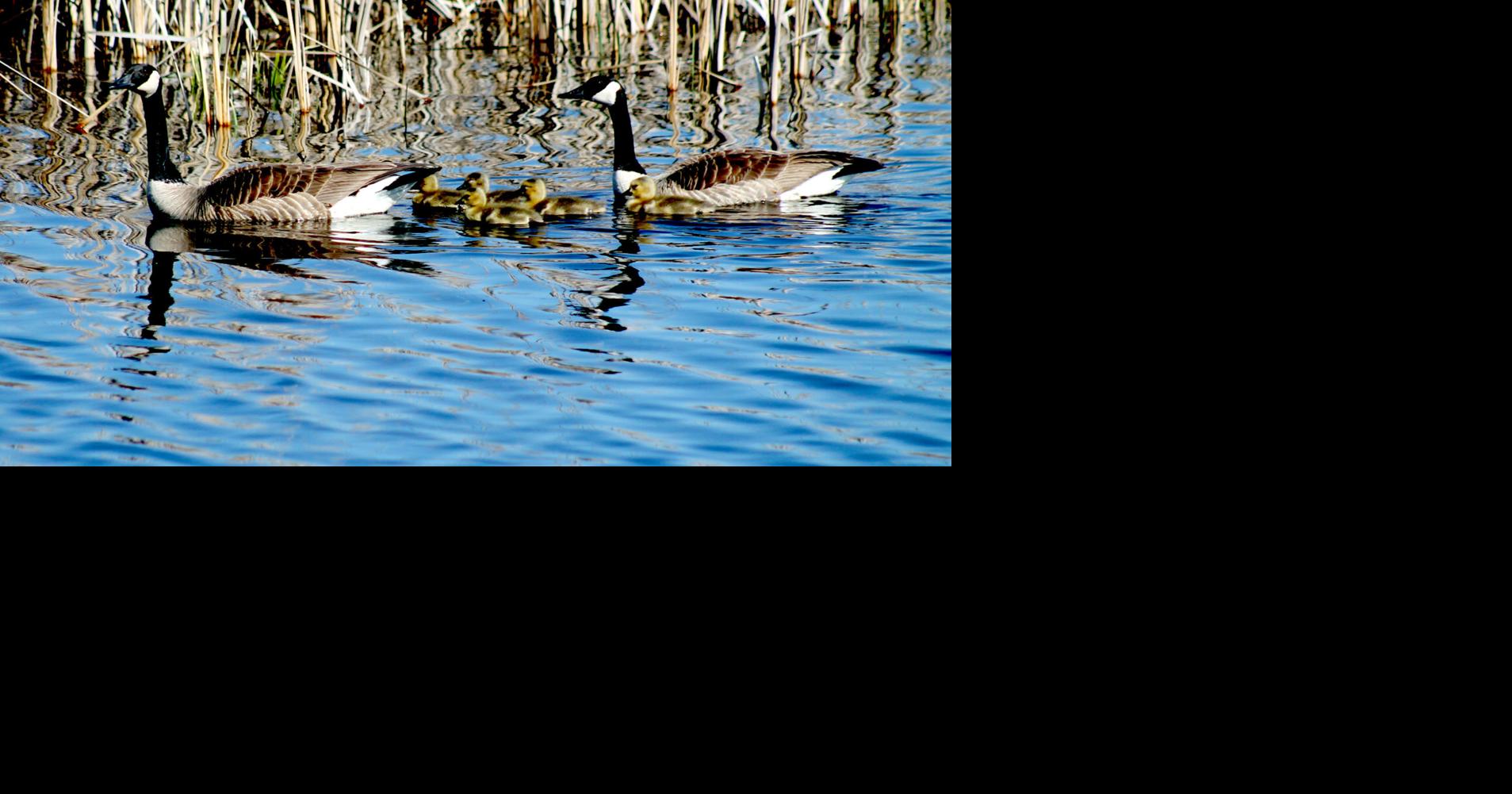 Horicon Marsh Bird Festival begins Thursday