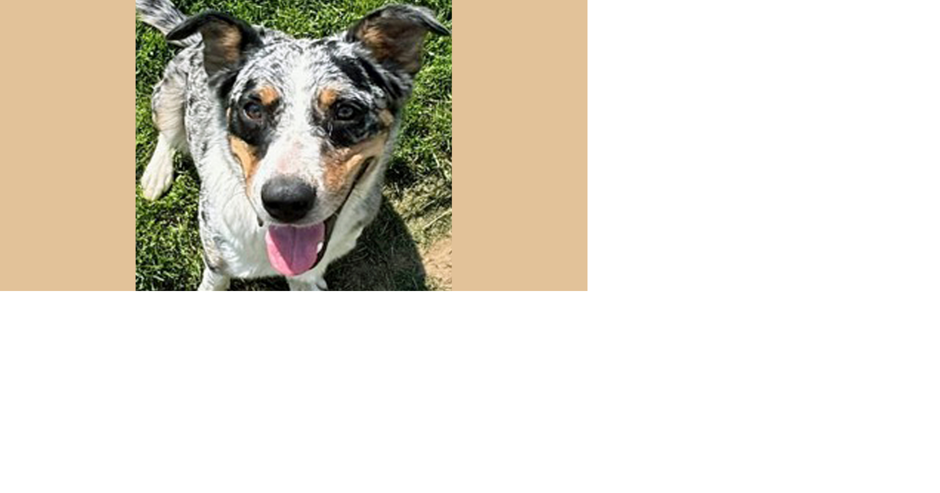 PETS OF WEEK: Salem and Noodle