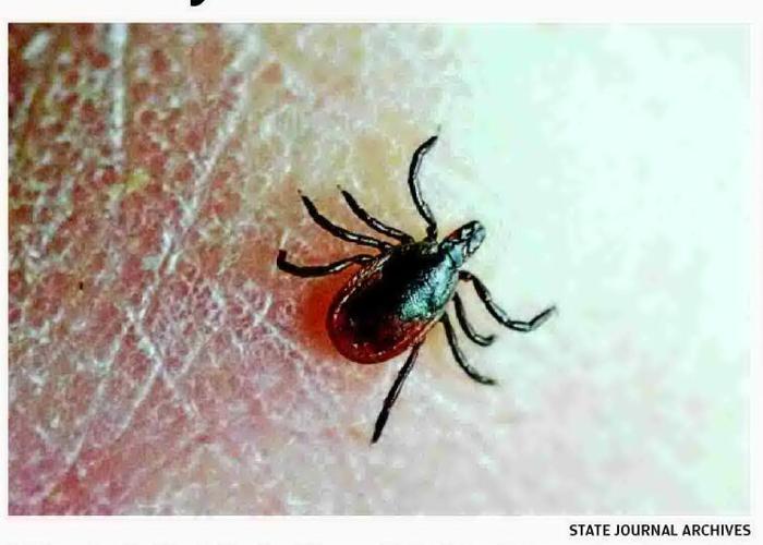 Why ticks may also be bad for Wisconsin's deer