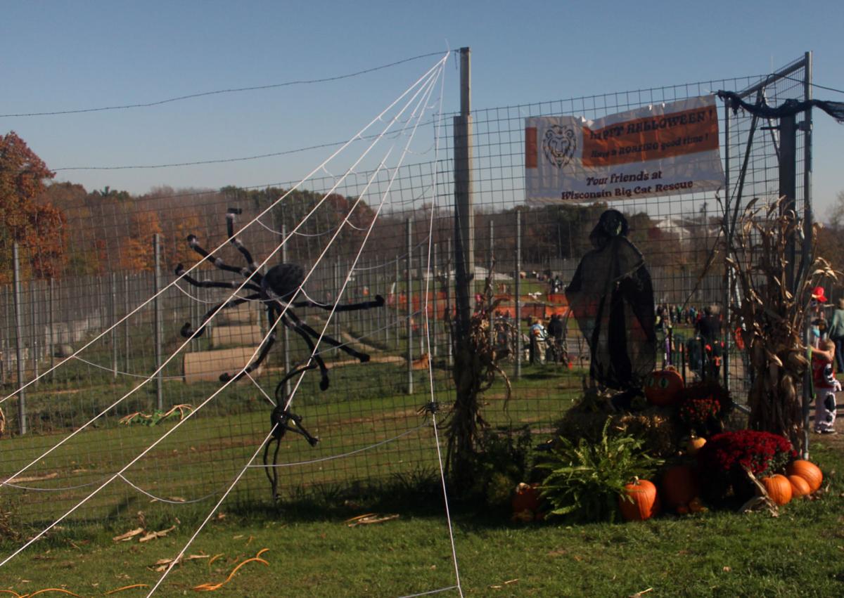 gallery trick or treating at wisconsin big cat rescue galleries