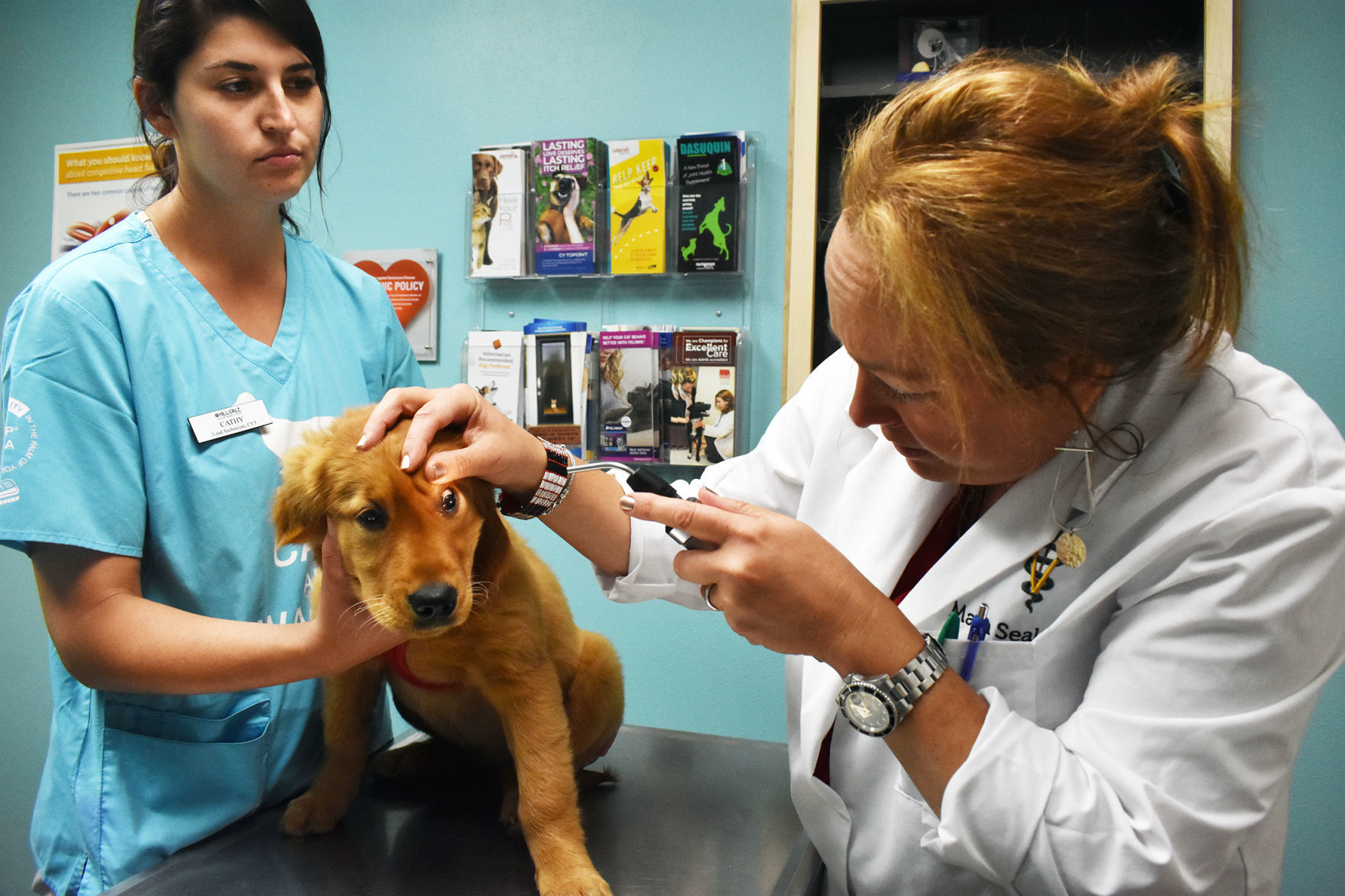 veterinarians in the area