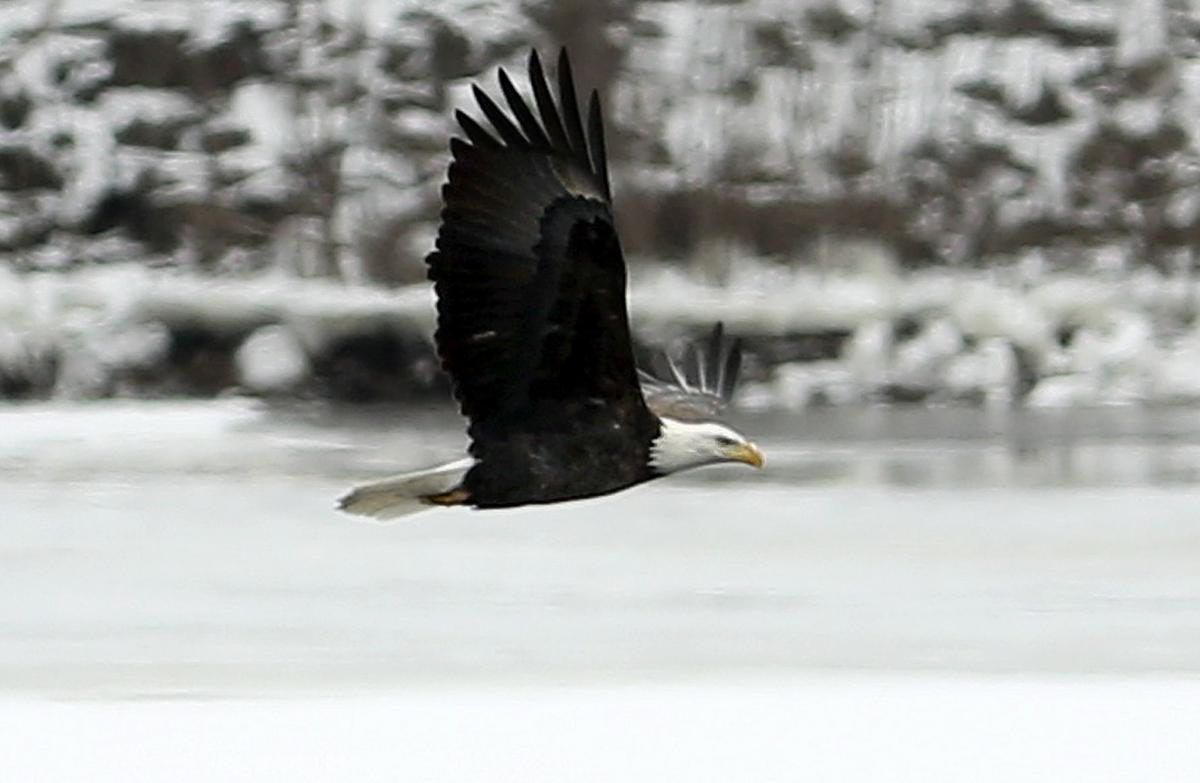 Eagles0091AJA-01132017165420 (copy)