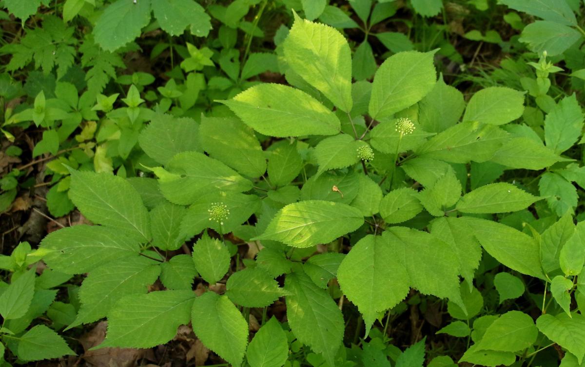 DAVIS COLUMN Outdoors activities are plenty, on the water, and on land