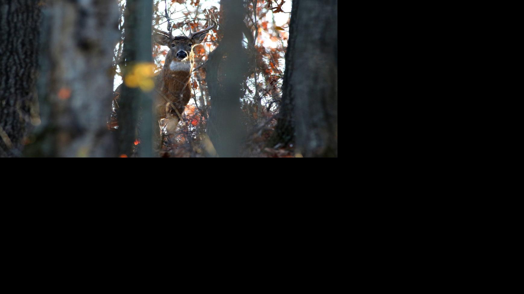 Should Mayville Allow Hunting On City Land Regional News