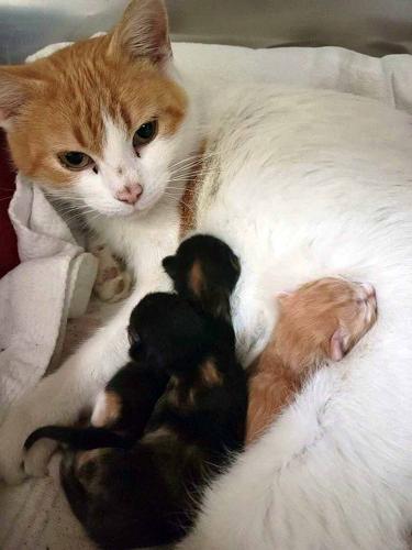 Daphne and her kittens