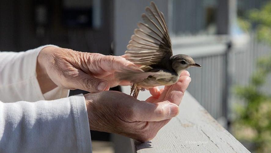 Bird in hand