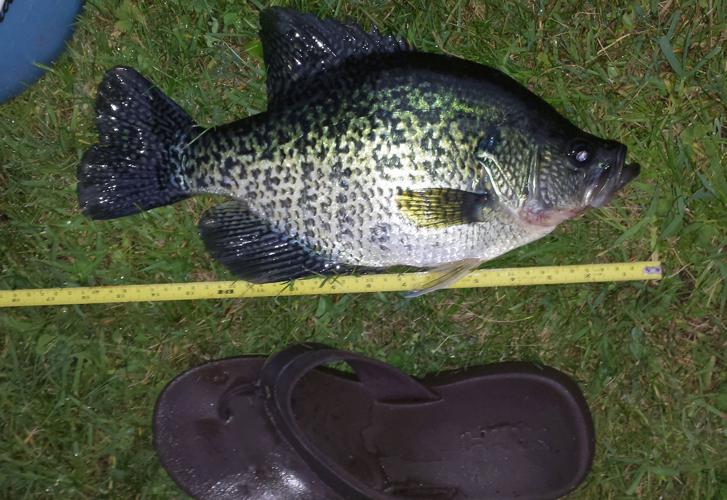 Crappie 2