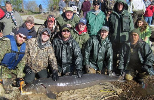 Image result for sturgeon, 2010, shawano