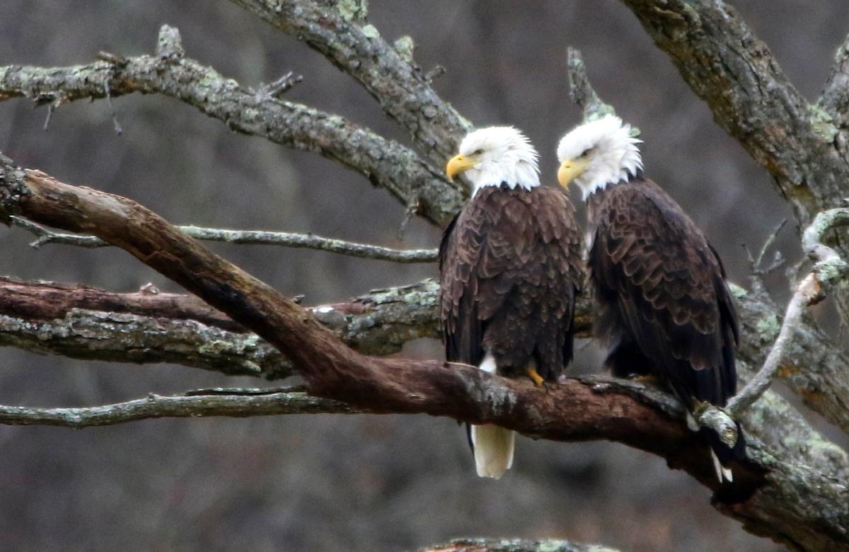 Bald Eagles