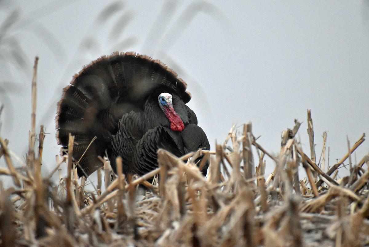 Strutting his stuff