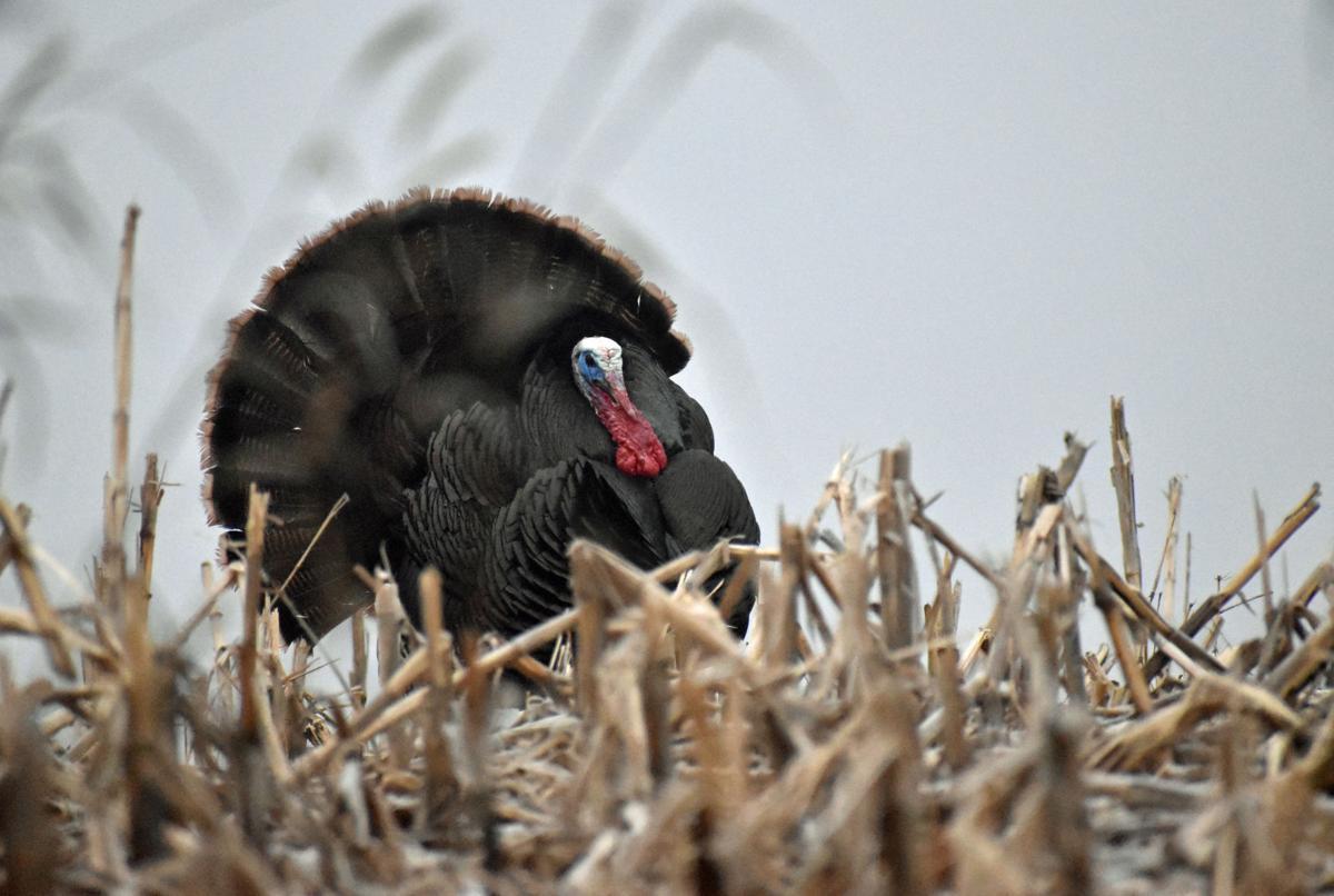 Strutting his stuff