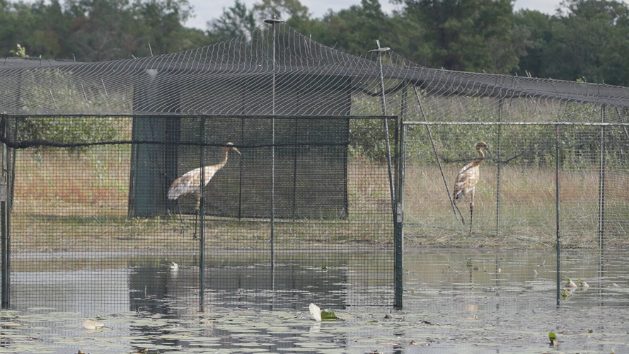 Whooping Cranes