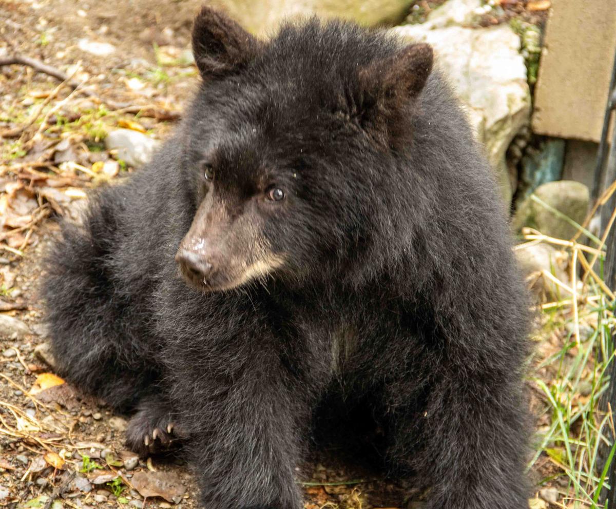 Watch Now Baraboo S Ochsner Park Zoo To Get New Orphaned Bear Cub From Alaska Regional News Wiscnews Com