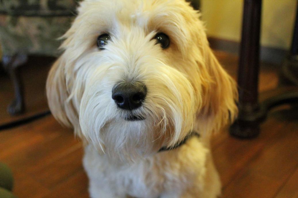 Beaver Dam funeral home adds grief therapy dog