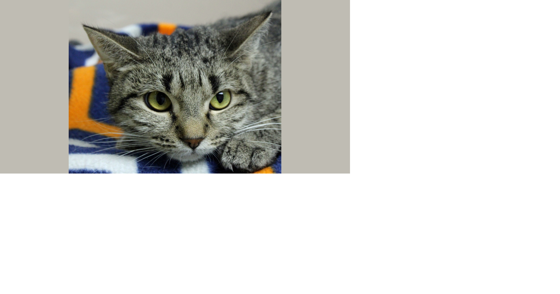 PETS OF WEEK: Jade and Gillian