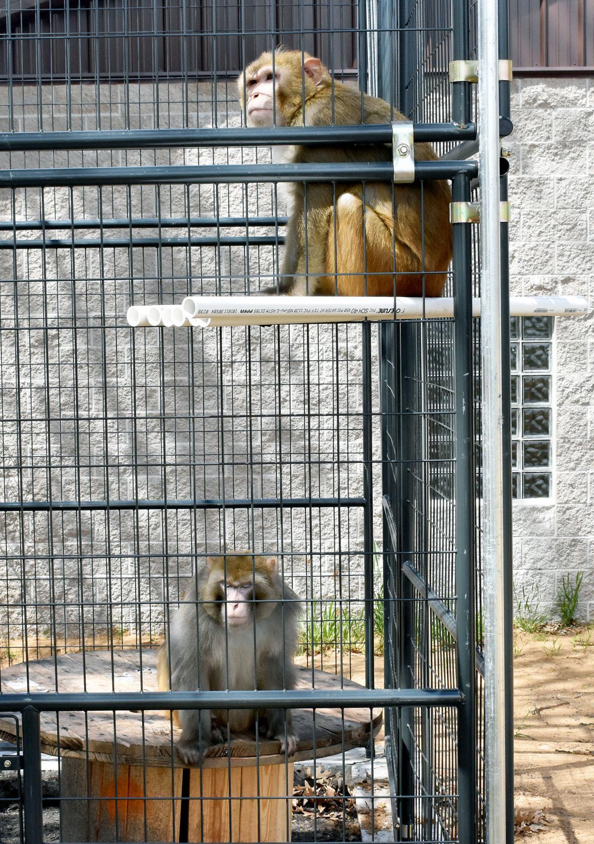 Westfield monkey sanctuary aims to give research primates 'the dignity