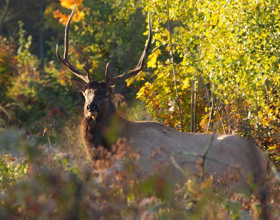 Wisconsin elk population continues to grow, still shy of management goal