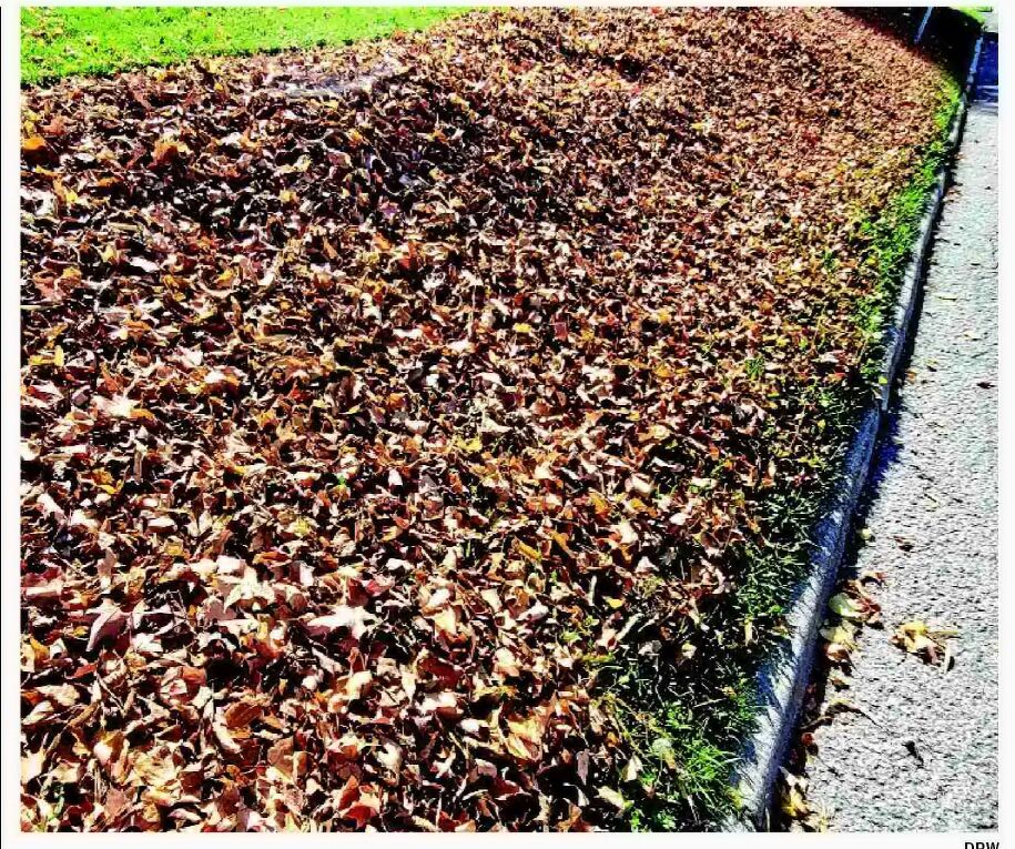 Fall Leaf Collection Starts Monday In BD