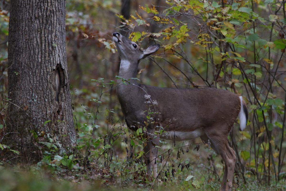 Doe looking up