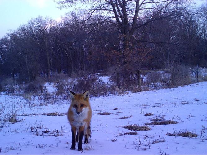 Fox