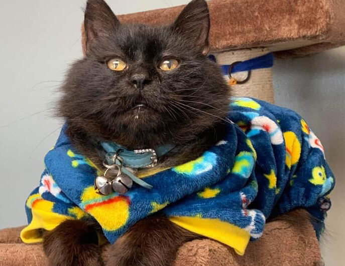 Dodge County Humane Society mourns beloved shelter cat