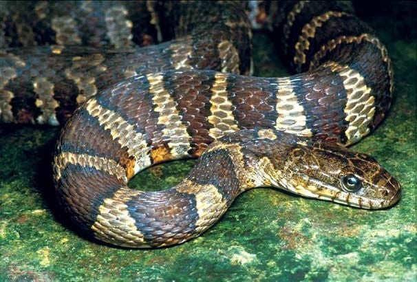 Common watersnake