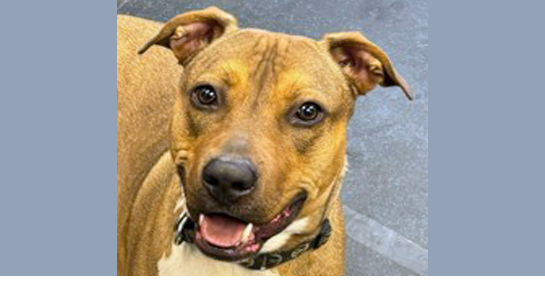 PETS OF WEEK: Markus and Lilian
