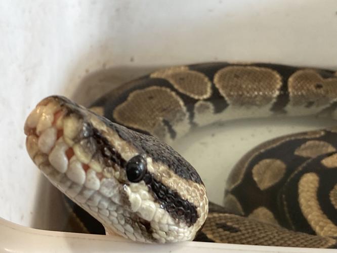 You're gonna wanna an iguana after visiting Portage's new reptile