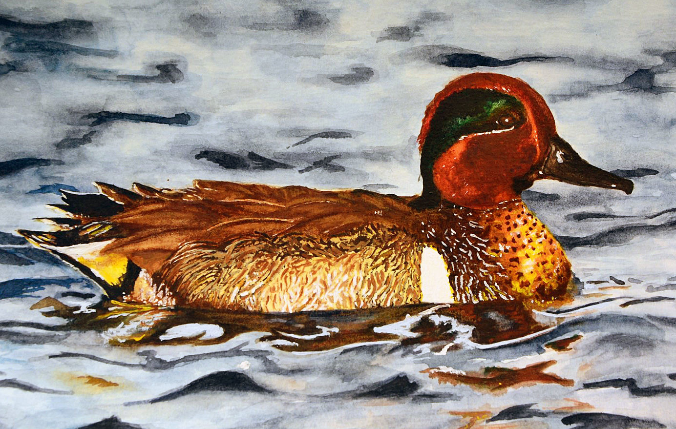 2020 Wisconsin Junior Duck Stamp Contest held virtually