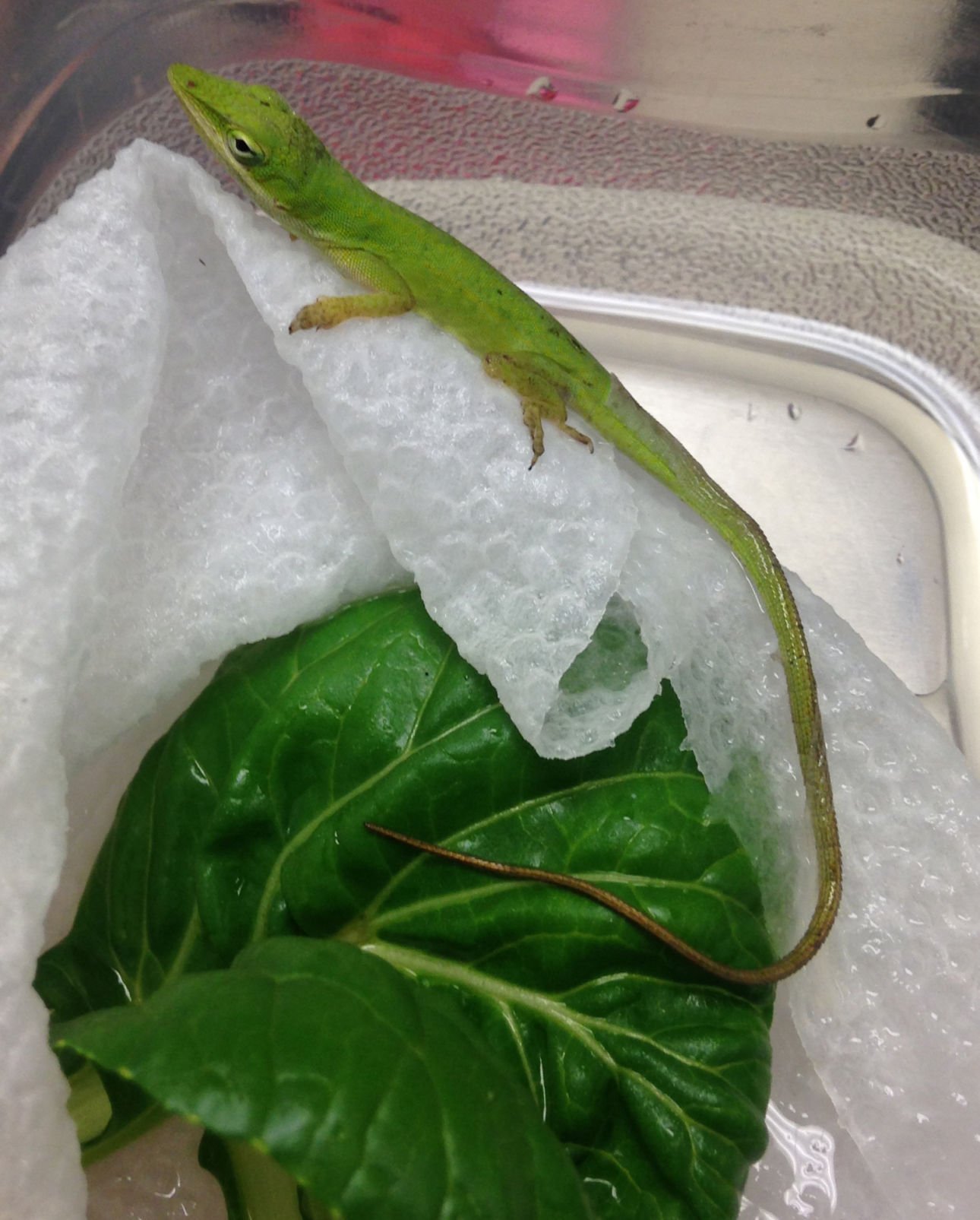 green anole pet