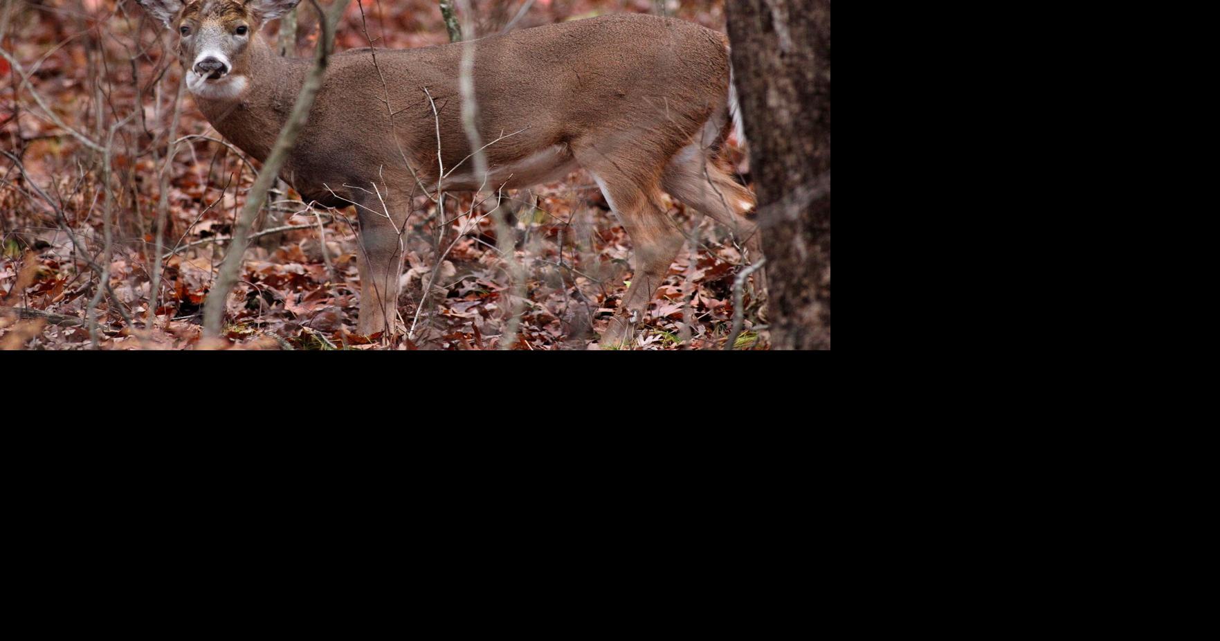 The white-tailed deer: Wisconsin's state wildlife animal