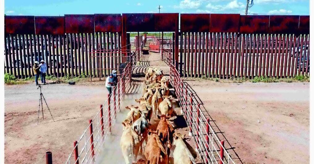Mexican cattle exports resume with inspections