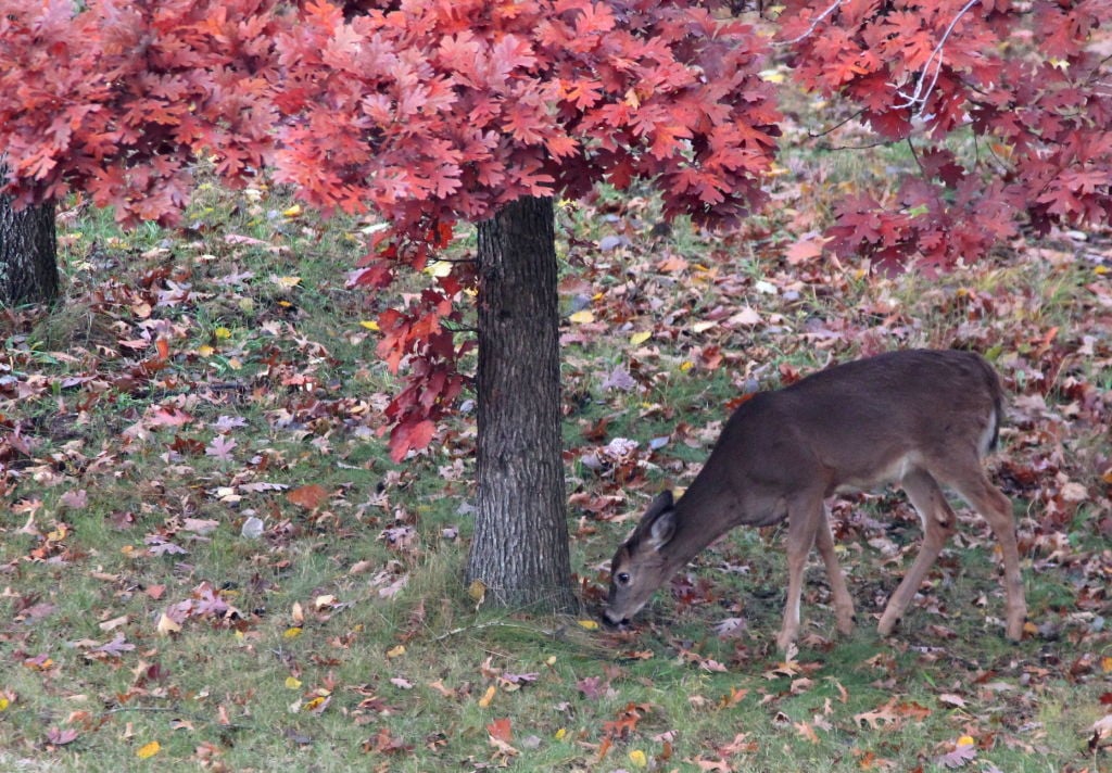 City reports biggest deer harvest in 3 years