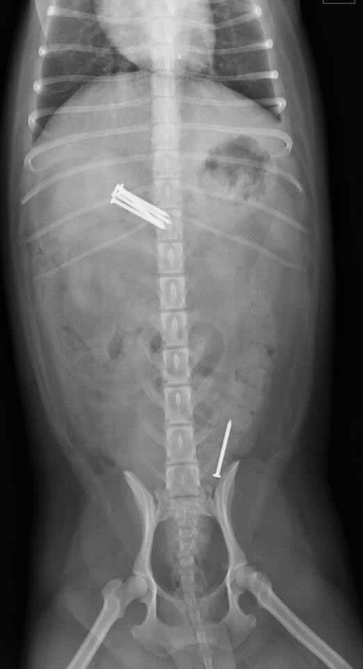 Lake Delton canine ingests nails hidden in hot dog
