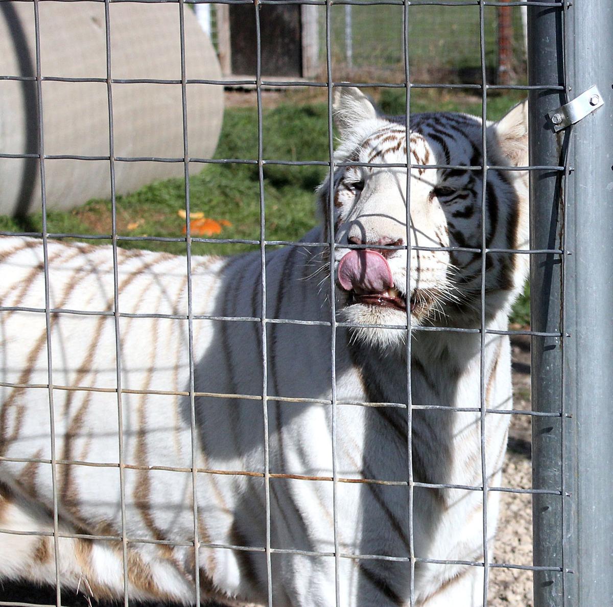 Big Cat Rescue will stay in Rock Springs, hosts first booze walk Sept