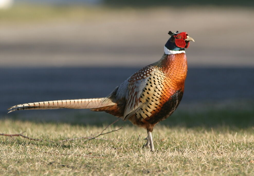 Ring-necked pheasants not native to U.S. but have thrived as a game bird