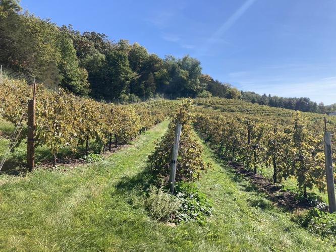 Wollersheim vineyards