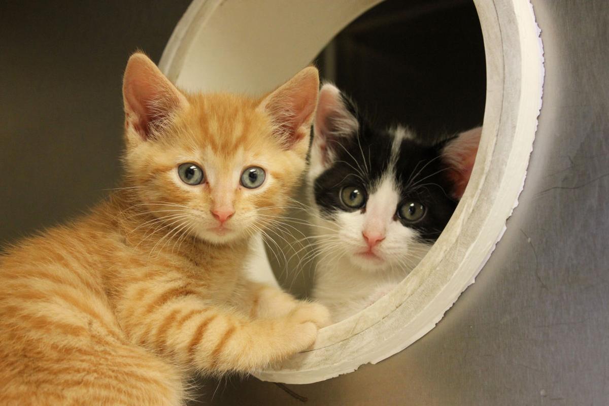 Population Control Humane Society Establishes Spay Neuter Clinic