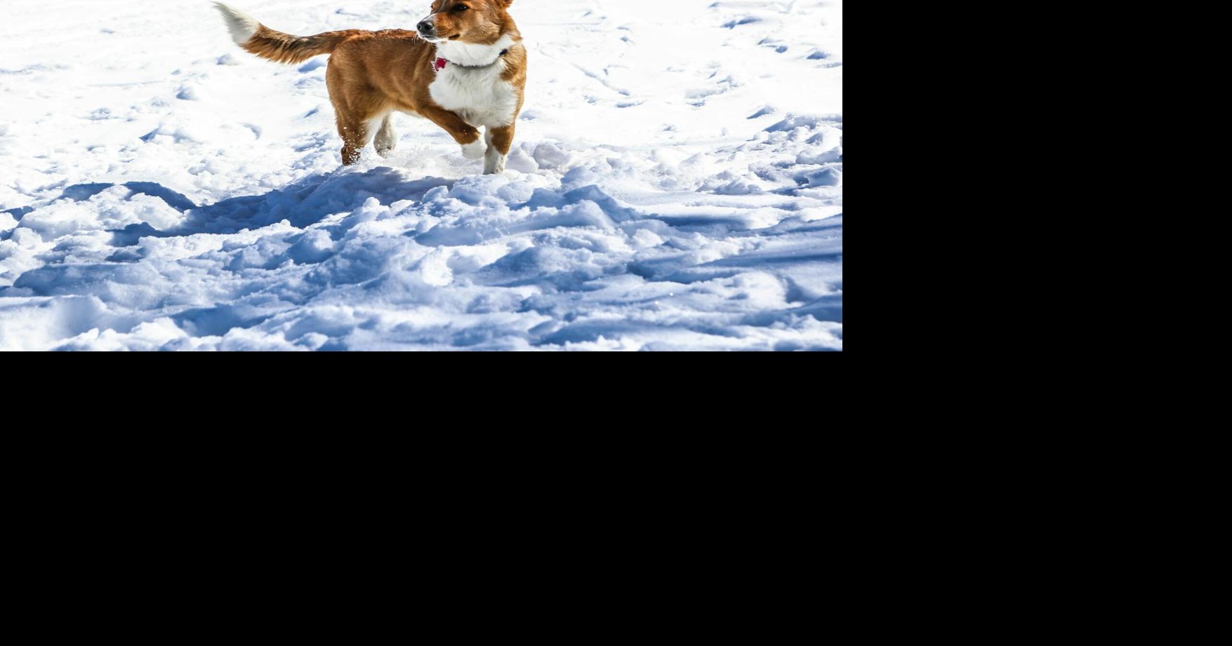 Is ice melt safe for dogs? Here’s how to protect your pets