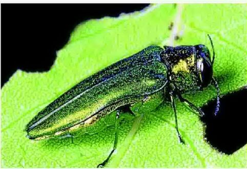 Is there hope in fight against invasive emerald ash borer?