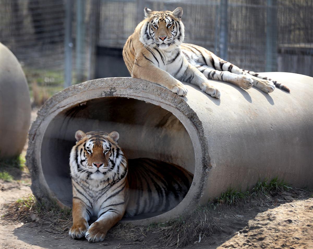 No Tiger King drama at Wisconsin Big Cat Rescue in Rock Springs State