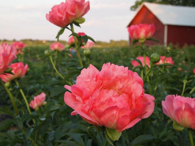 Ovans Peony Farm with Barn in background.JPG