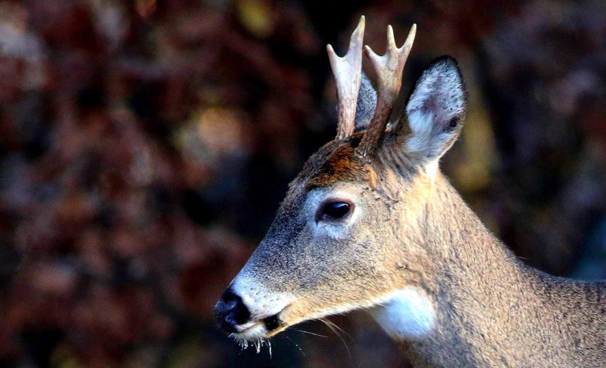 DAVIS COLUMN Deer kill dip may be just the nature of deer, hunters