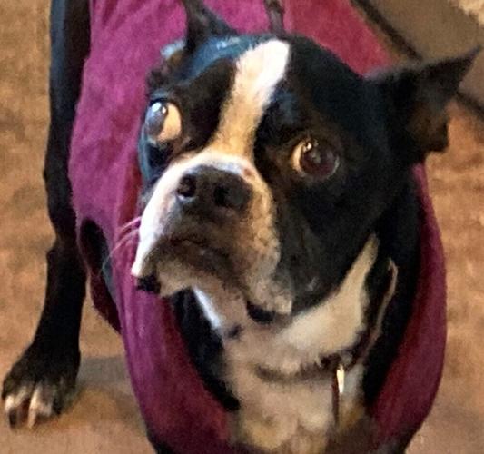 Bosley