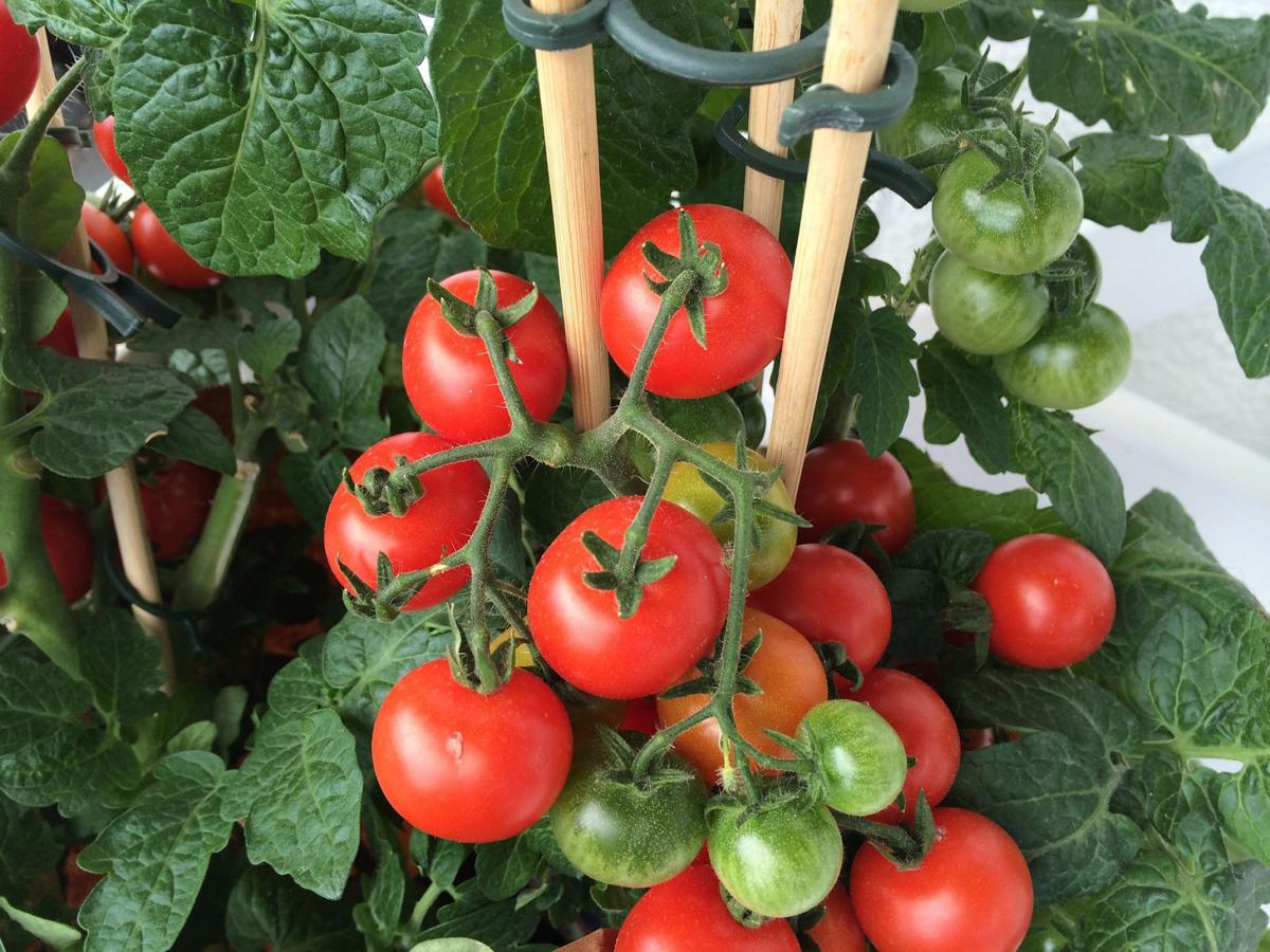 Importance Of Fertilizer Home Garden Wiscnews Com It gives the soup all of the qualities and flavours associated with using fresh tomatoes or juice without adding extra liquid to the pot and diluting all of the other flavours already present. wiscnews