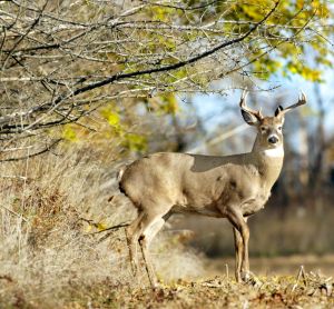 Deer On Woodland Metal License Plate